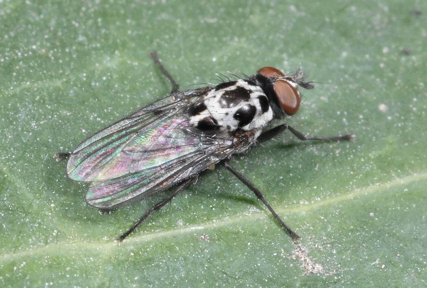 Lucertola e piccola mosca bianconera